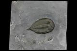 Dalmanites Trilobite Fossil - New York #147266-1